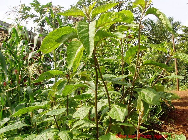 Bitter Leaf plant (Photo: Njei M.T)